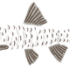 Rio Grande silvery minnow
